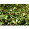 Cesmína vroubkovaná 'Stokes'  Ilex crenata 'Stokes'