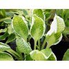 Bohyška 'Captain's Adventure' - Hosta 'Captain's Adventure'  Hosta 'Captain's Adventure'