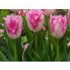 131941 tulipan huis ten bosch