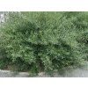 Vrba purpurová 'Nana'  Salix purpurea 'Nana'