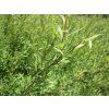 Vrba purpurová 'Nana'  Salix purpurea 'Nana'