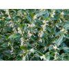 Masoplodka nízká 'Humilis'  Sarcococca hookeriana 'Humilis'