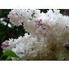 Šeřík obecný 'Beauty of Moscow'  Syringa vulgaris 'Beauty of Moscow'