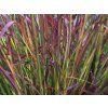 Vousatice 'Red October' - Andropogon gerardii 'Red October'  Andropogon gerardii 'Red October'