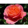 132070 ruze coral lions rose baleni specialni baleni