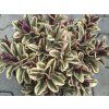 Hebe addenda 'Vinoa Variegata'  Hebe addenda 'Vinoa Variegata'