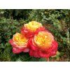 Růže 'Pullman Orient Express'  Rosa '