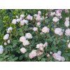 Růže 'Desdemona®'  Rosa 'Desdemona®'