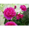 Růže 'James L. Austin®'  Rosa 'James L. Austin®'