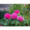 Růže 'James L. Austin®'  Rosa 'James L. Austin®'