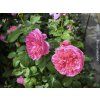 Růže 'James L. Austin®'  Rosa 'James L. Austin®'