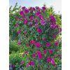 Růže 'Gertrude Jekyll®'  Rosa 'G