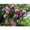 Růže 'Gertrude Jekyll®'  Rosa 'G
