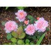 Růže 'Queen of Sweden®'  Rosa 'Queen of Sweden®'