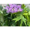 Ostrožka 'Delgenius' - Delphinium 'Delgenius'  Delphinium 'Delgenius'