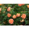 Růže 'Lady of Shalott®' (Balení speciální balení)