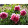 Růže 'Princess Alexandra of Kent®'  Rosa 'Princess Alexandra of Kent®