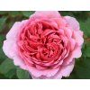 Růže 'Princess Alexandra of Kent®' (Balení speciální balení)