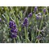 Lavandula Matrix Blue (2)