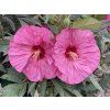 Ibišek bahenní SUMMERIFIC® 'Berry Awesome'- Hibiscus SUMMERIFIC® 'Berry Awesome'  HibiscusSUMMERIFIC® 'Berry Awesome'