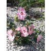 Ibišek bahenní SUMMERIFIC® 'Spinderella'- Hibiscus SUMMERIFIC® 'Spinderella'  HibiscusSUMMERIFIC® 'Spinderella'