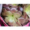 20260402 095149 resized