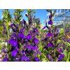 Lobelka 'Starship Blue' - Lobelia speciosa 'Starship Blue'  Lobelia speciosa 'Starship Blue'