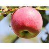 Jabloň 'Gascoyneho Šarlatové' - kontejner  Malus domestica 'Gascoyneho Šarlatové'