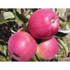 Jabloň 'Gascoyneho Šarlatové' - kontejner  Malus domestica 'Gascoyneho Šarlatové'