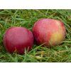 Jabloň 'Spartan' - kontejner  Malus domestica 'Spartan'