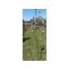 Jabloň 'Matčino'- kontejner  Malus domestica 'Matčino'