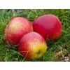 Jabloň 'Matčino'- kontejner  Malus domestica 'Matčino'