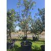Jabloň 'Ananasové letní'  Malus domestica 'Ananasové letní'