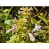 Abélie velkokvětá 'Happy DayDream'  Abelia grandiflora 'Happy DayDream'