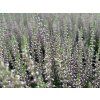 Vřes obecný 'Pink Asli'  Calluna vulgaris 'Pink Asli'