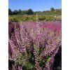 Calluna vulgaris Pink Asli (4)