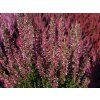 Calluna vulgaris Milva (1)