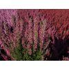 Calluna vulgaris Milva (2)