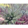 Vřes obecný 'Milva'  Calluna vulgaris 'Milva'
