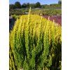 Calluna vulgaris Skyline Miami (2)