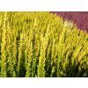 Calluna vulgaris Skyline Miami (4)