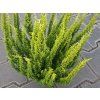 Vřes obecný Skyline 'Monaco'  Calluna vulgaris Skyline 'Monaco'