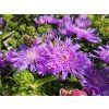 Stokesie 'Purple Parasols' - Stokesia laevis 'Purple Parasols'  Stokesia laevis 'Purple Parasols'