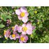 Anemone Breeze Candy (2)