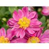 Sasanka hupejská 'Little Breeze Sweet' - Anemone hupehensis 'Little Breeze Sweet'  Anemone hupehensis 'Little Breeze Sweet'