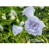Zvonek lžičkolistý 'Elizabeth Oliver' - Campanula cochleariifolia 'Elizabeth Oliver'  Campanula cochleariifolia 'Elizabeth Oliver'