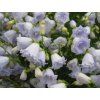 Zvonek lžičkolistý 'Elizabeth Oliver' - Campanula cochleariifolia 'Elizabeth Oliver'  Campanula cochleariifolia 'Elizabeth Oliver'