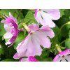 Prvosenka Sieboldova - Primula sieboldi  Primula sieboldi