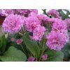 Prvosenka Pollyanna 'Pink Fountain' - Primula polyanthus Pollyanna 'Pink Fountain'  Primula polyanthus Pollyanna 'Pink Fountain'