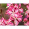 Svíčkovec lindheimeri 'Rosy Jane' - Gaura lindheimeri 'Rosy Jane'  Gaura lindheimeri 'Rosy Jane'